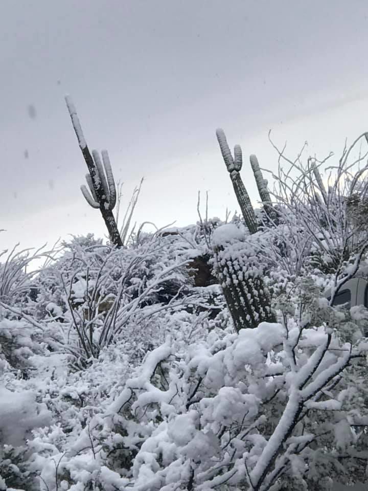 Snow in Saguaro National Park